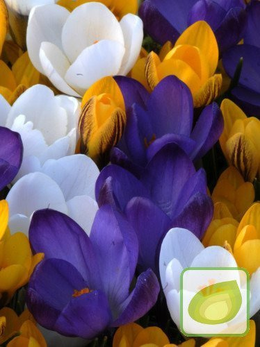 MIX Krokusy Wielkokwiatowe
