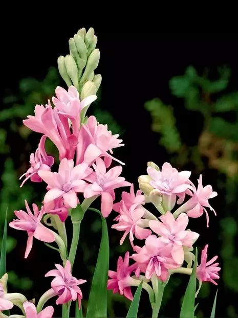 Tuberoza (Polianthes) 'Pink Sapphire'
