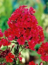 Floks (Phlox paniculata) 'Starfire'