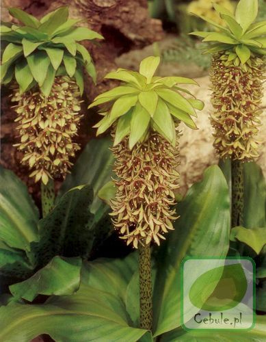 Eukomis Dwubarwny ( Eucomis bicolor ) Lilia Ananasowa 1 szt.