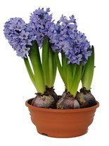 Hiacynt niebieski w doniczce śr. 17 cm