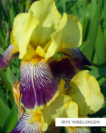 Zestaw Kosaćce Bródkowe 2