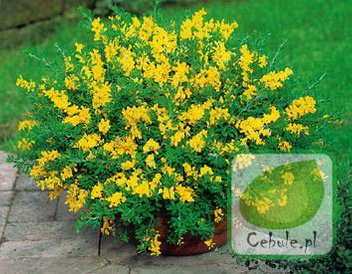 Żarnowiec - Cytisus Sadzonka w Doniczce 60 cm wysokości