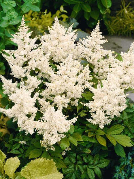 Tawułka (Astilbe) 'Deutschland'