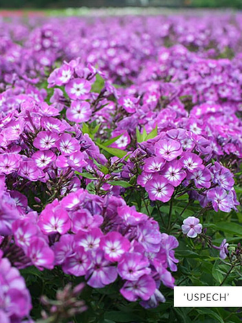 Zestaw Floksy Dwubarwne