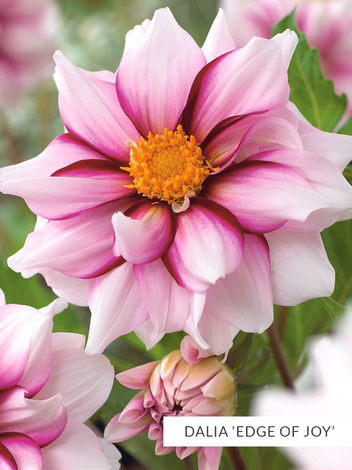 Zestaw Dalie Anemonowe