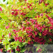 Krzewuszka (Weigela) - Krzew Ozdobny