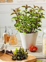 Nasiona Mięta Pieprzowa