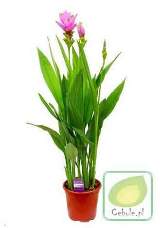 Kurkuma - Curcuma w Doniczce 80 cm wysokości