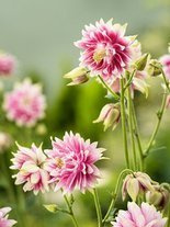 Orlik (Aquilegia) 'Barlow Nora' 1 szt.
