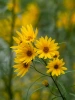 Topinambur (Helianthus tuberosus)