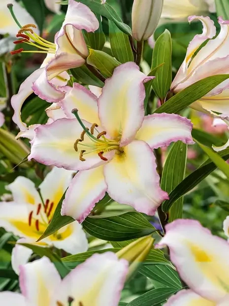 Lilia (Lilium) 'Hotline'