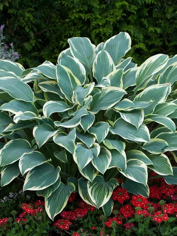 Zestaw Funkie Unikalne