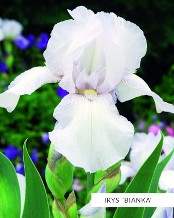 Kolekcja Ekskluzywne Kosaćce Bródkowe powtarzające kwitnienie