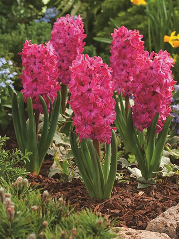 Hiacynt (Hyacinthus) 'Jan Bos' 5 szt.