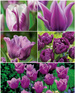 Kolekcja Niezwykłe Tulipany Fioletowe 25 szt.