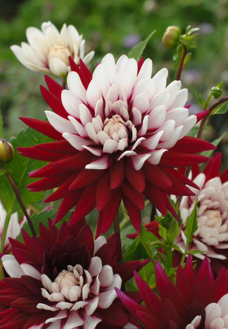 Dalia (Dahlia) 'Rebecca's World'