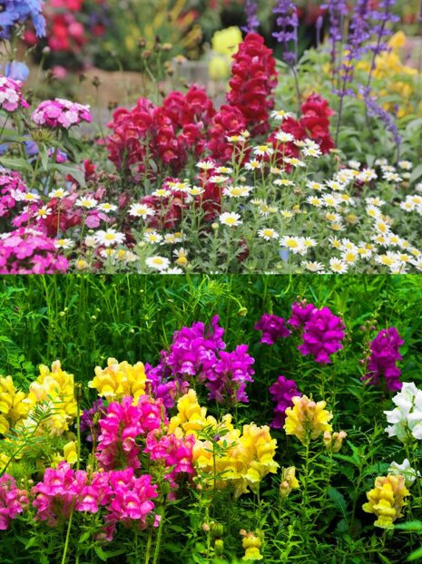 Nasiona Mini Pomidory Żółte Perun