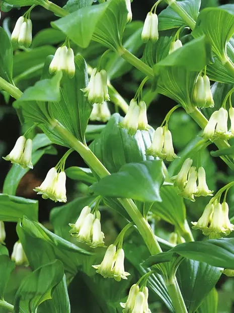 Kokoryczka wielkokwiatowa (Polygonatum multiflorum)