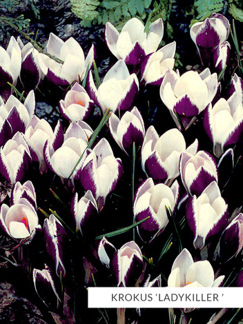 Zestaw Ekskluzywne Krokusy Botaniczne 25 szt.