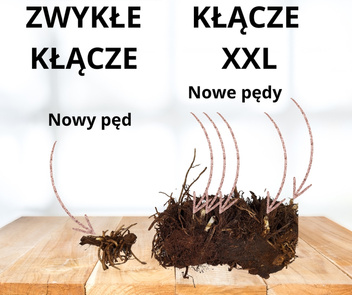 Rozplenica Piórkowa (Pennisetum) 'Red Head' XXL