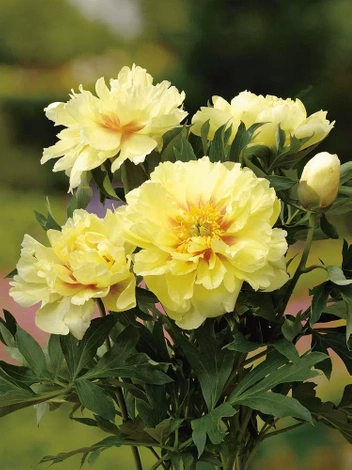 Piwonia (Paeonia) Itoh 'Bartzella'