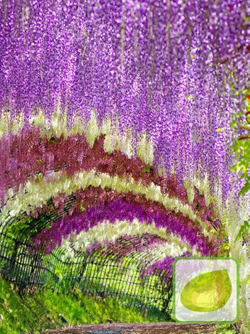 Wisteria Różowa (Wisteria floribunda) 'Honbeni'