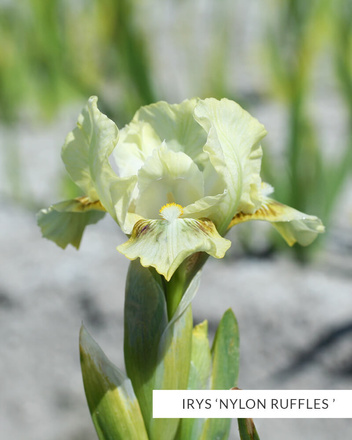 Zestaw Kosaćce 'Pumila'