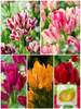 Kolekcja Tulipany Bukietowe