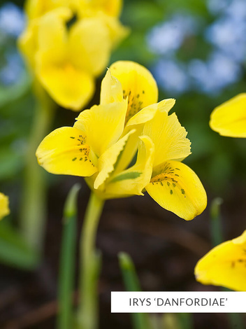 Zestaw Irysy Drobne 50 szt.