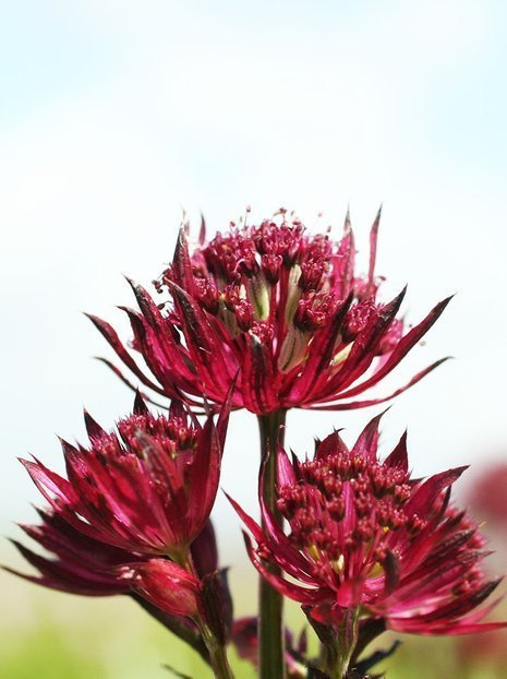 Jarzmianka wieksza (Astrantia major) 'Claret' 1 szt.