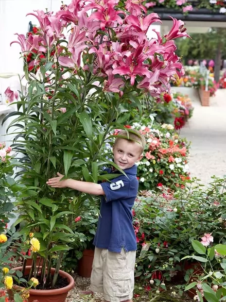 Lilia (Lilium) 'Donato' 1 szt.