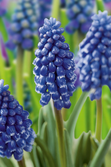 Szafirek Bling Bling