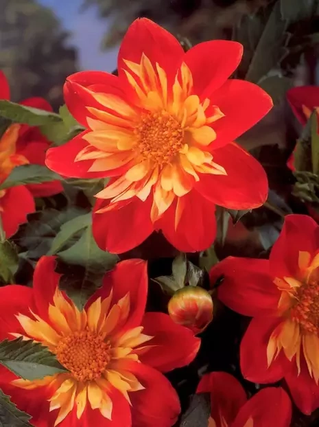 Dalia (Dahlia) 'La Gioconda'