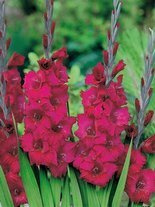 Mieczyk Tani (Gladiolus) 'Plum Tart'