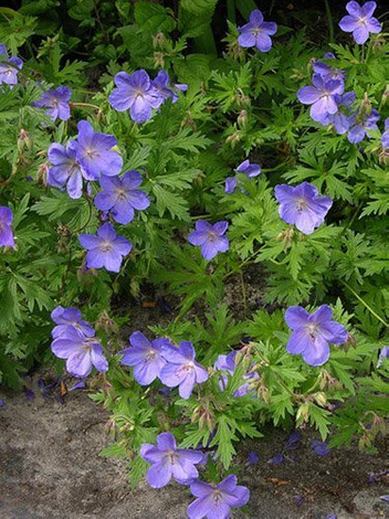 Bodziszek himalajski (Geranium himalayense) 'Gravetye'