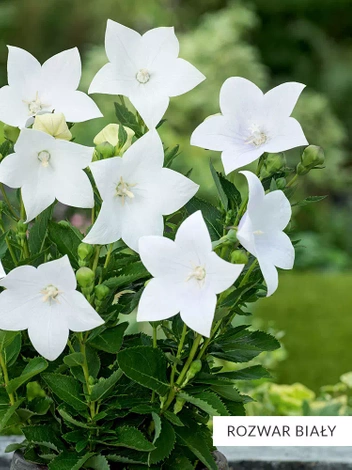 Zestaw Kolekcja Biała 10 szt.