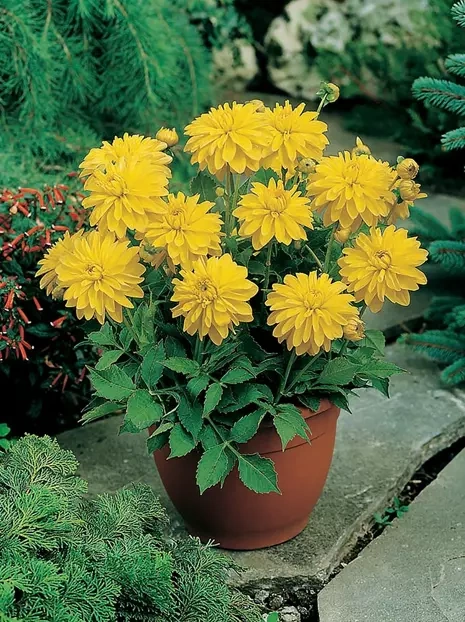 Dalia (Dahlia) 'Melody Latin'