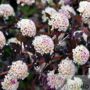 Pęcherznica (Physocarpus) - Krzew Ozdobny