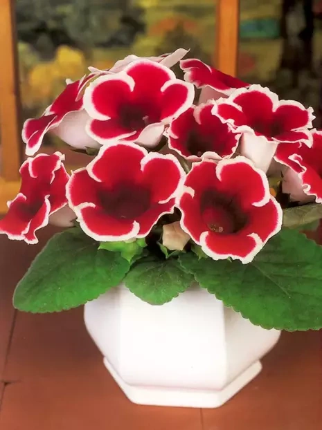 Gloksynia Gloxinia (Sinningia) 'Kaiser Fridrich'