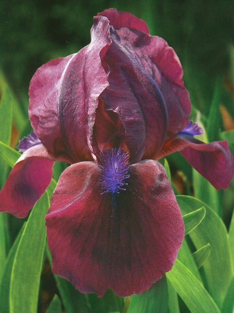 Kosaciec niski (Iris pumila) 'Cherry Garden'