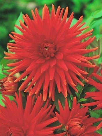 Dalia (Dahlia) 'Bergers Record'