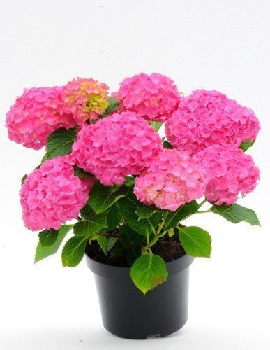Hortensja Różowa Wielkie Sadzonki - 60 cm Wysokości