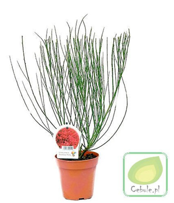 Żarnowiec - Cytisus Sadzonka w Doniczce 60 cm wysokości