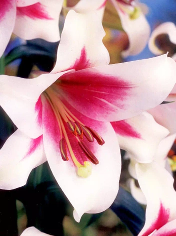 Lilia (Lilium) 'Triumphator'