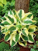 Funkia (Hosta) 'Brim Cup'