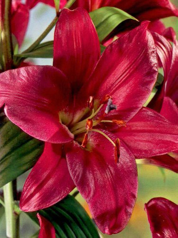 Lilia (Lilium) 'Purple Prince'