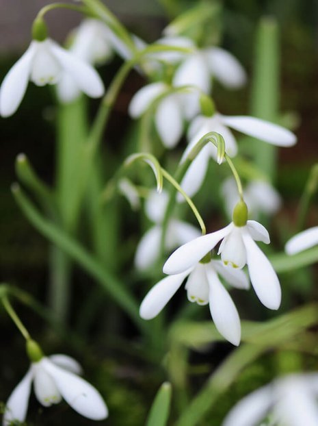 Przebiśnieg (Galanthus nivalis) 10 szt.