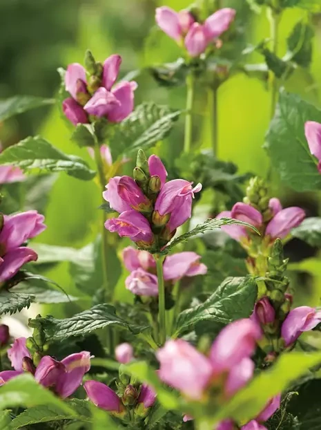 Żółwik ukośny (Chelone) 'Pink Turtle' 1 szt.