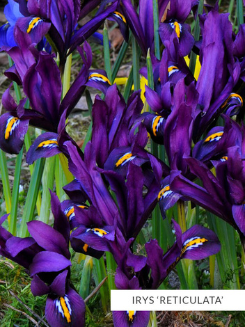 Zestaw Irysy Drobne 50 szt.